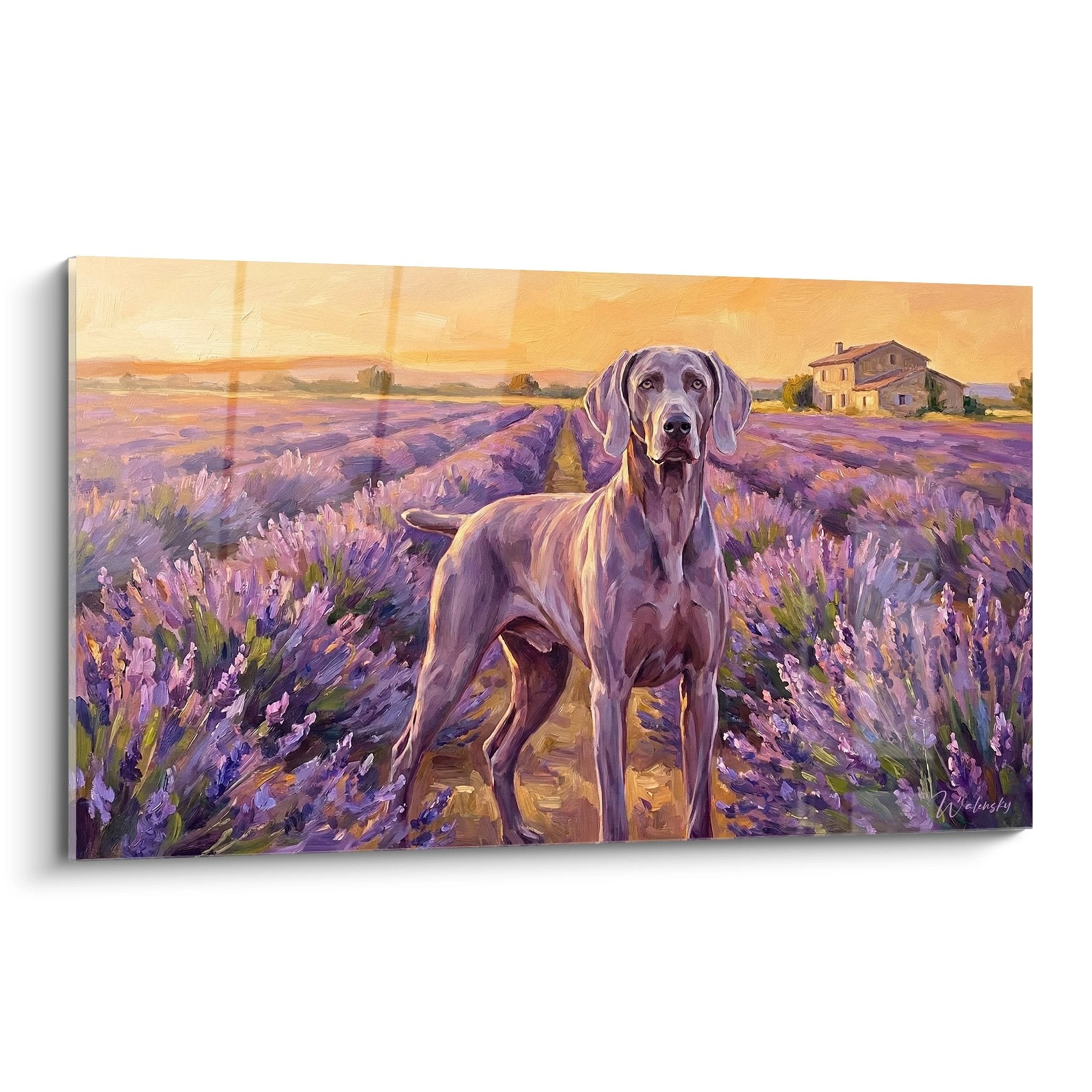 Weimaraner-portret bij zonsondergang – karaktervol kunstwerk met rustige uitstraling