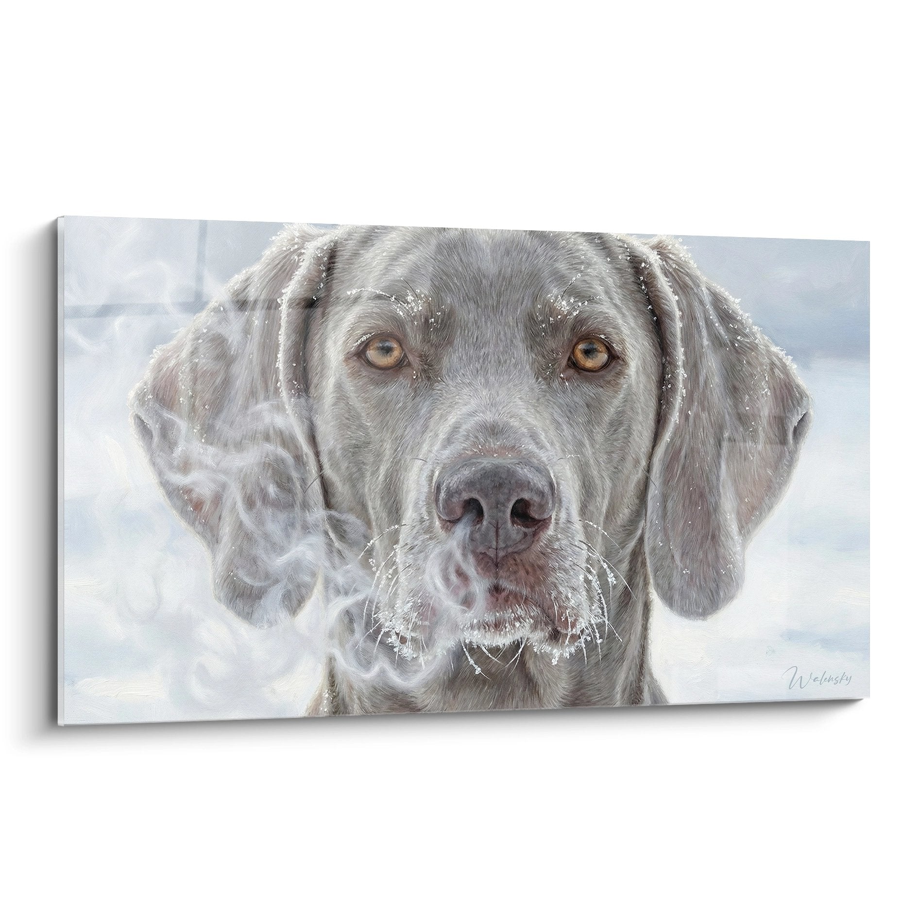 Weimaraner-portret in wintersfeer – karaktervol kunstwerk